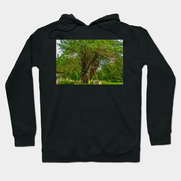 Ancient Yew Tree, Wilington Churchyard, East Sussex Hoodie by mbangert